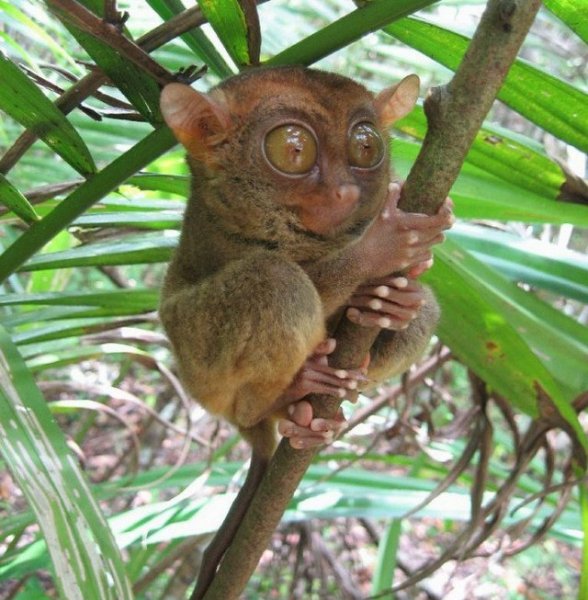 Редкостная красота