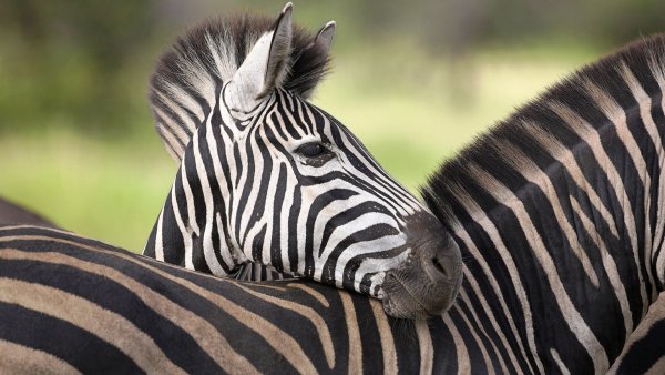 Задумался полосатенький