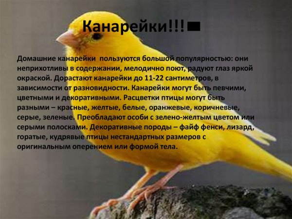 Канарейки!!!