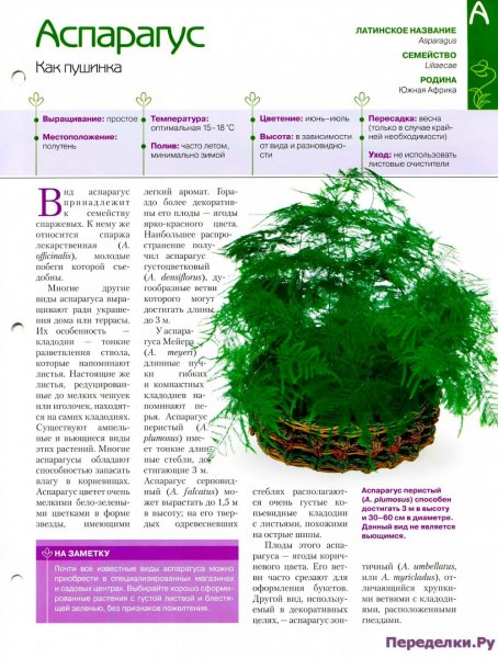 Аспарагус