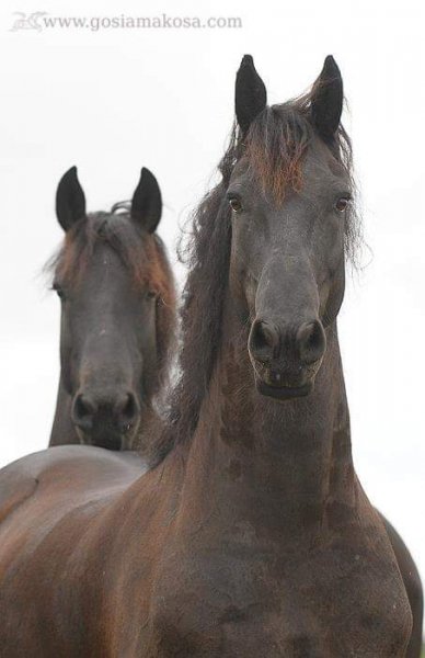 Красавцы фризы