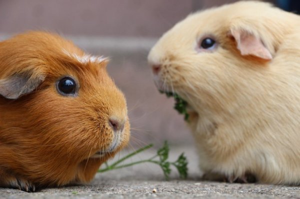 Guinea-pig-5287749 960 720