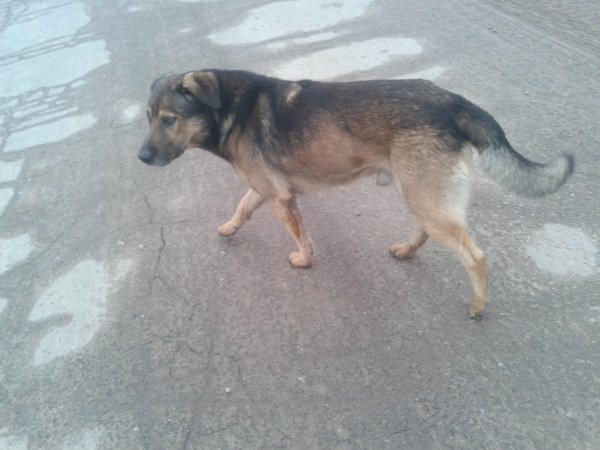 Пёс