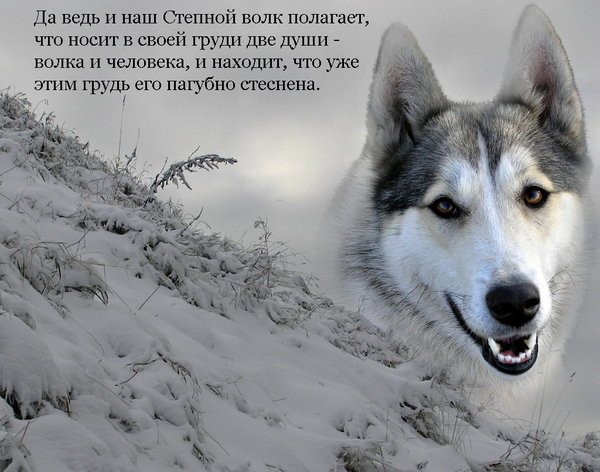 Степной волк
