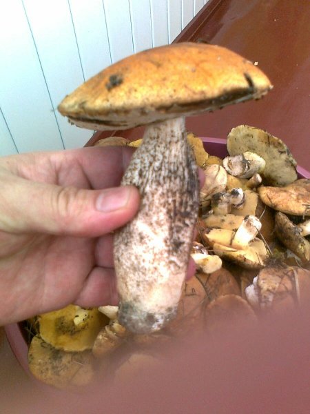 Гриб Подосиновик