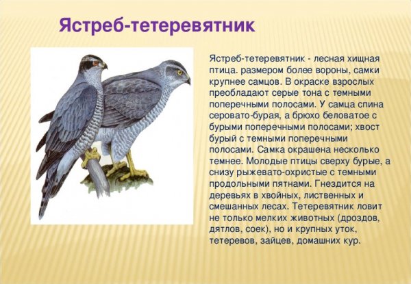 Ястреб - тетеревятник