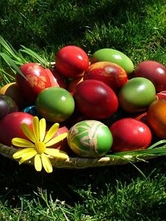 wap sasisa ru iwm 24