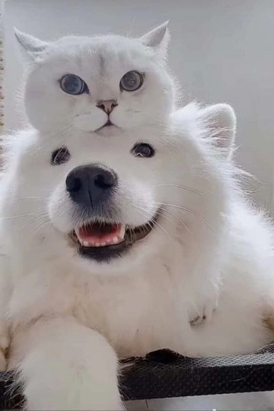 TK0hafaMCkQ