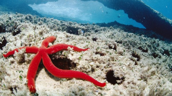 Starfish, Mediterranean Sea