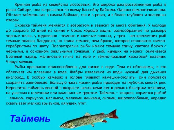Таймень