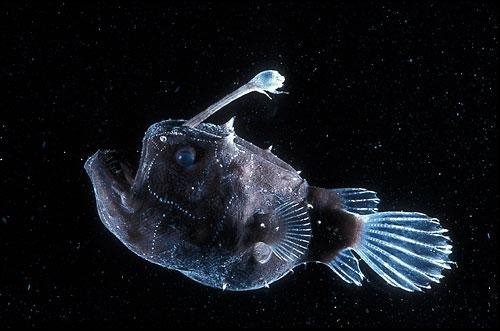 footballfish