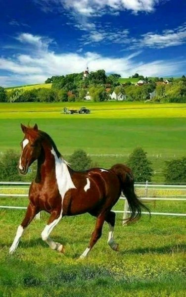 FB IMG 15351342218178889