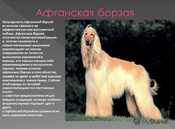 Афганская борзая