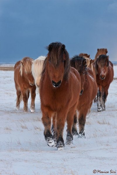 Beautifui horses!