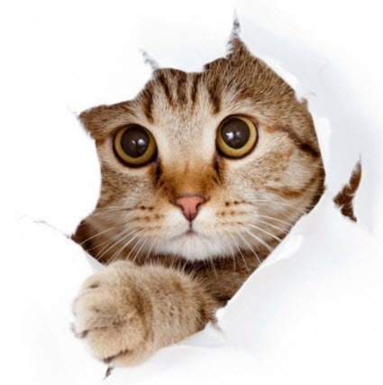 cat-in-paper-hole