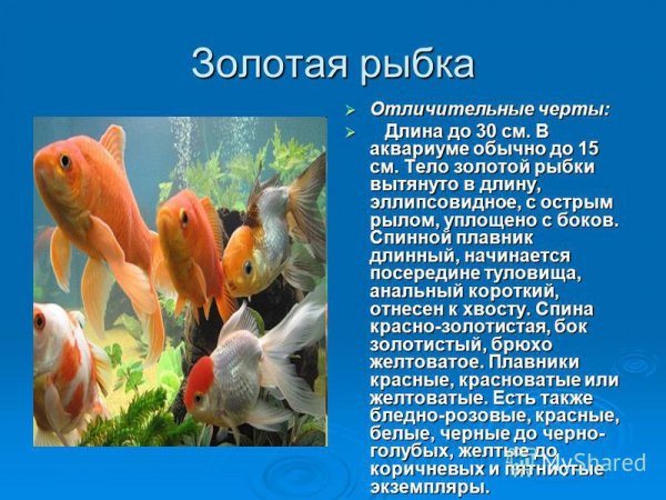 Золотая рыбка