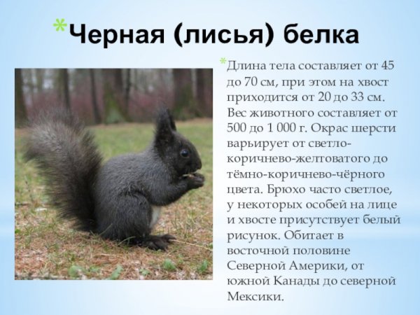 Чёрная белка