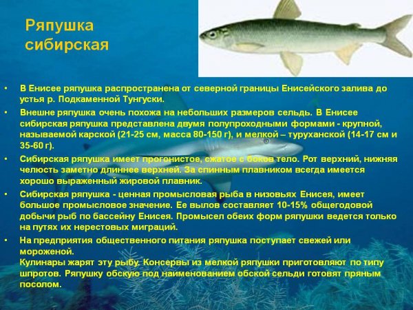 Ряпушка сибирская