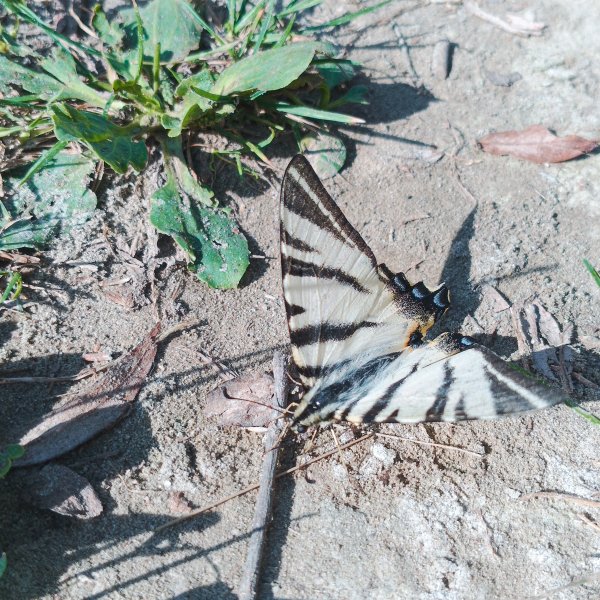 Бабочка Подалирий