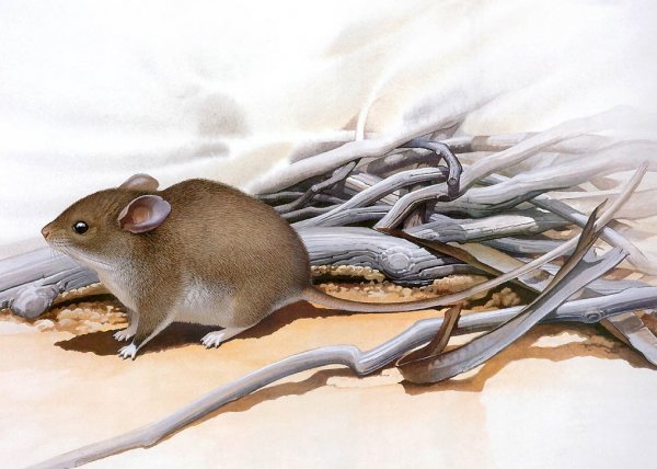 Малая прутогнездная крыса