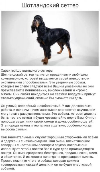 Шотландский сеттер