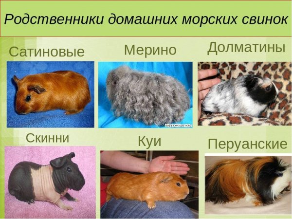 Морские свинки