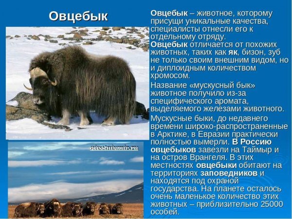 Овцебык