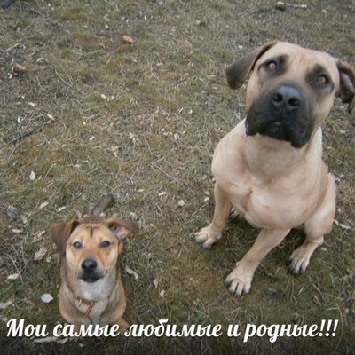 Радость моя!