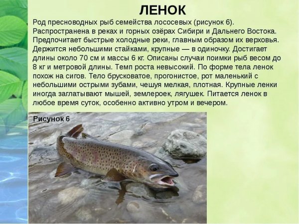 Ленок