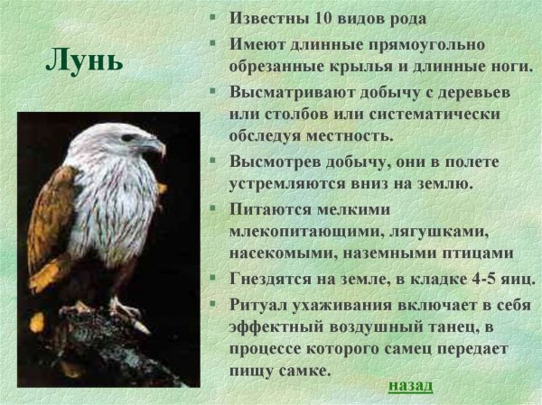 Лунь