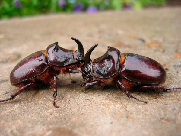 Жук Носорог