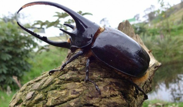 Illustration largeimage