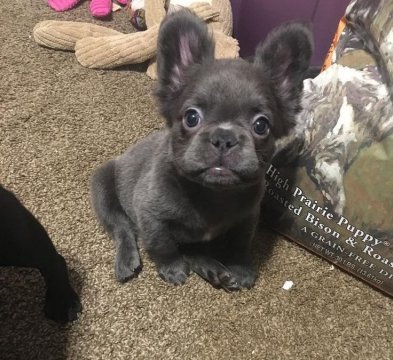 Французский бульдожек