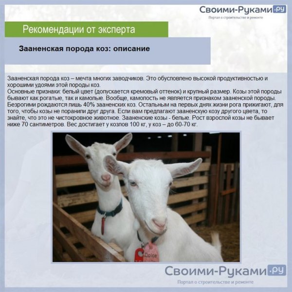 Зааненская порода коз