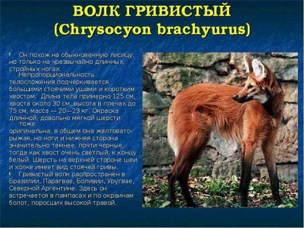 Волк гривистый