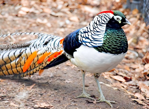 Алмазный Фазан