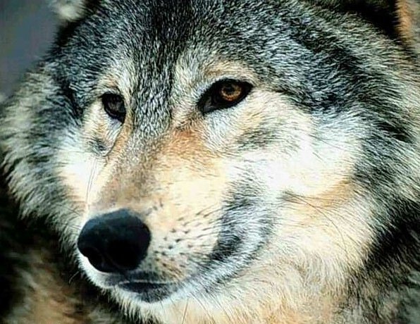 1.1 wolf-001