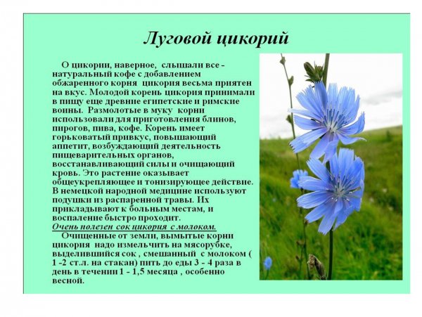 Луговой цикорий