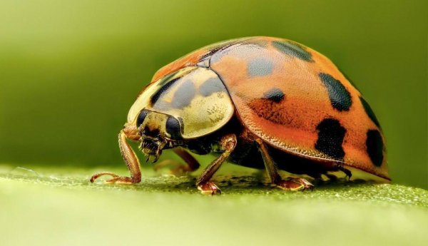 Почему насекомые падают с высоты без вреда для себя?