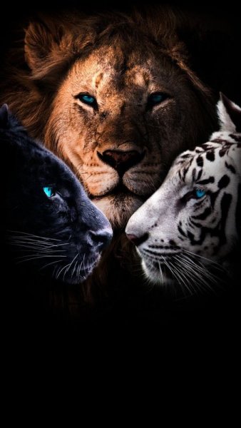 f4a6c8519a59ea6b86300c7043ba79ec