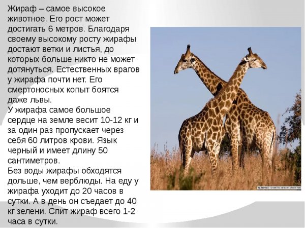 Жираф