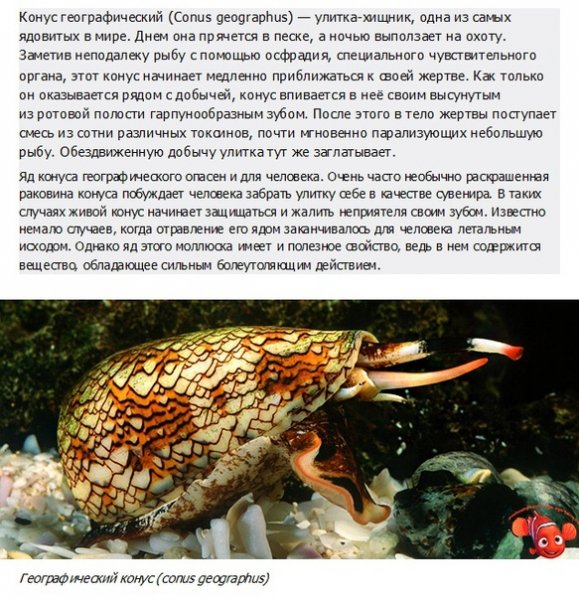 Конус географический