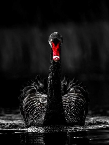 Черный лебедь
