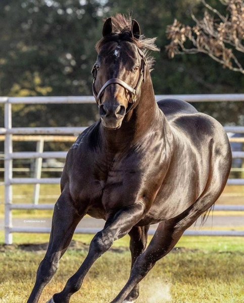 MEDIA # OF HORSE