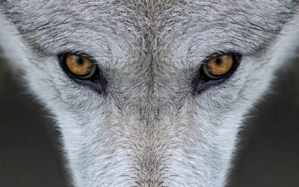 Animals of Yellowstone 2