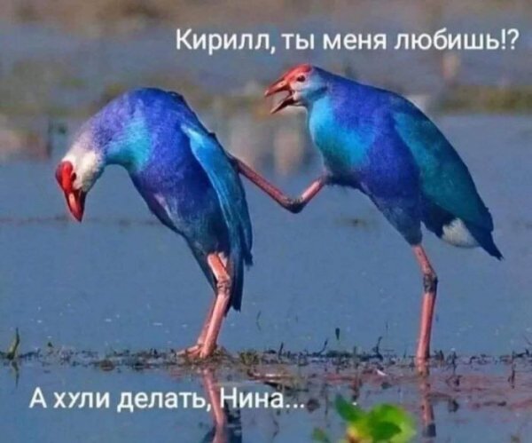 -vremja-smejatsja-bolshoj-sbornik-shutok-i-prikolov-17