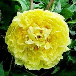 a6051214809946dfb18854d77d5a7bdde