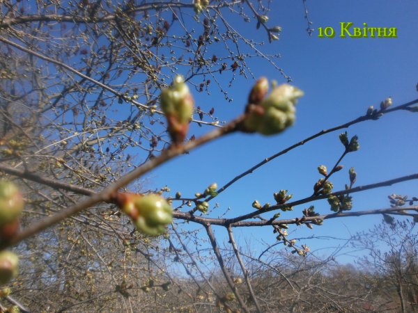 10 Квітня