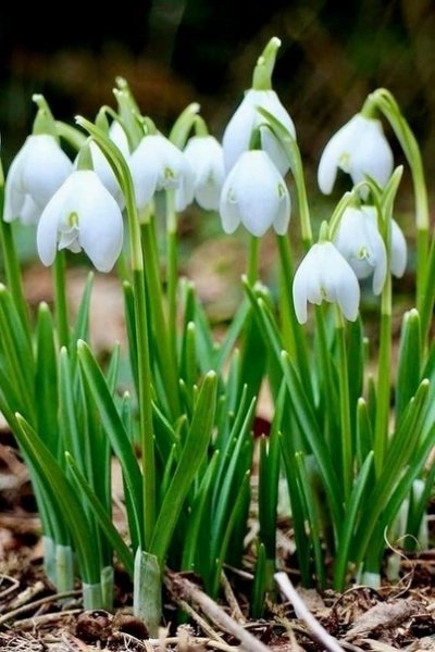 Подснежники