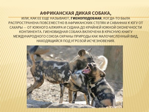 Дикая собака